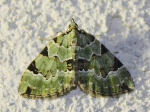 Colostygia pectinataria